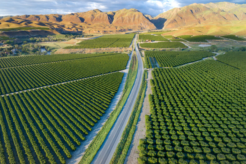 Rows of olive tree groves in Bakersfield, California.