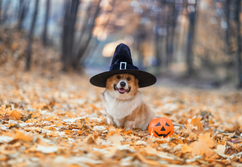 Cute corgi on Halloween with black hat and fall leaves.