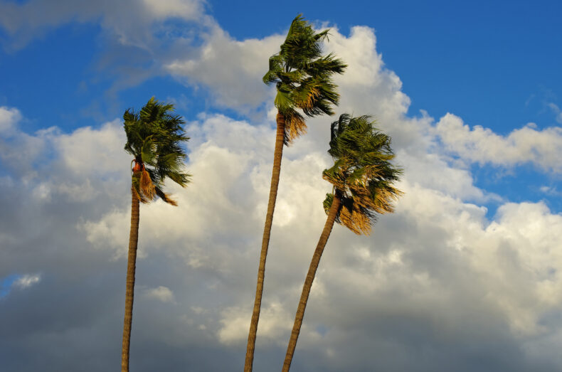 Wind and palm trees