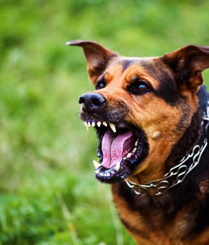 이빨을 드러낸 성난 개.