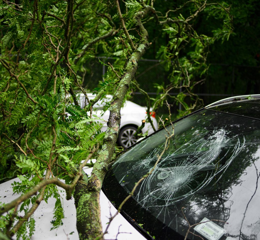 Broken windshield from fallen tree