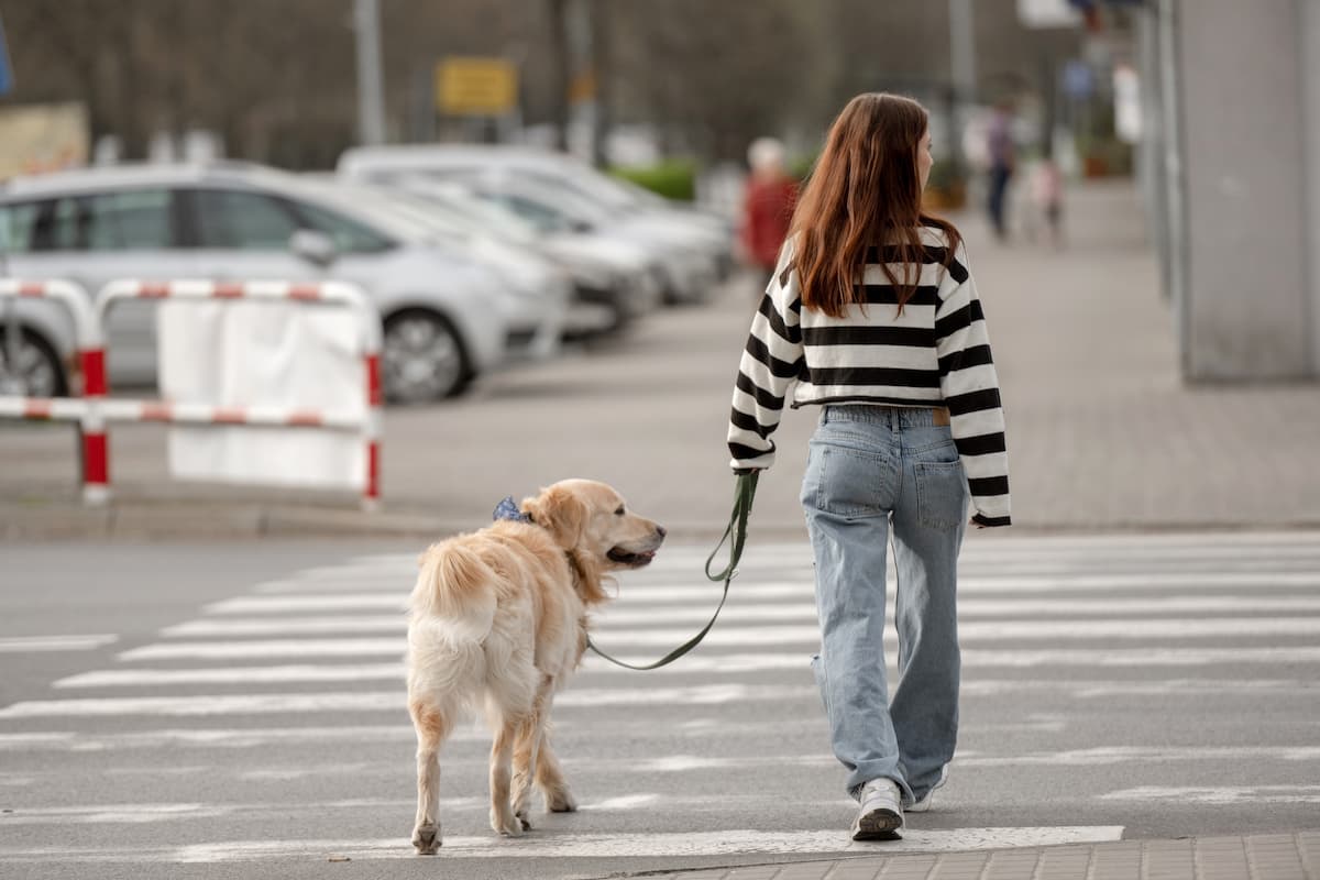 Teen Girl With Golden Retriever Crosses Hill At Crosswalk, View From Behind