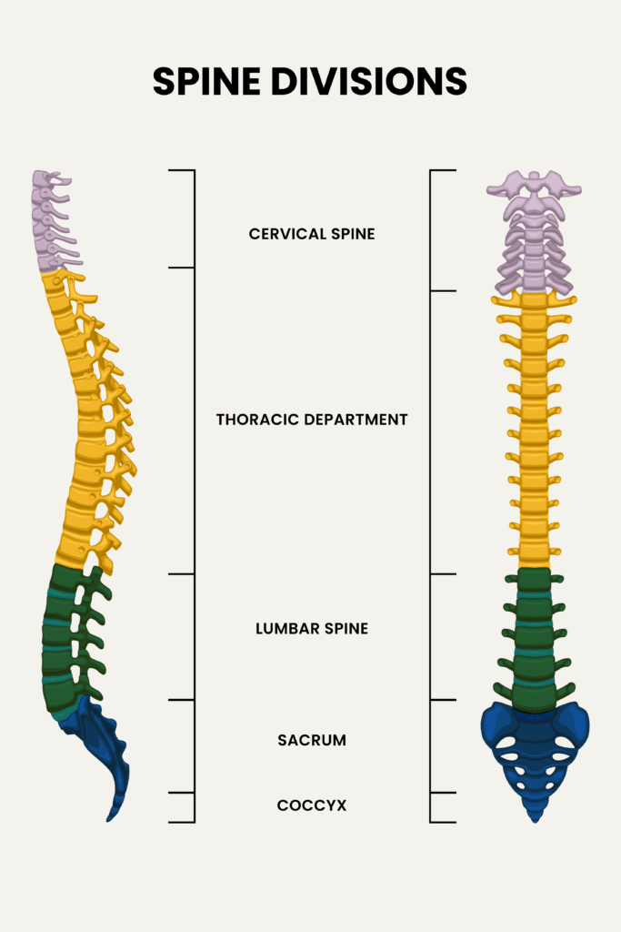 Illustration showing sections of the spinal cord